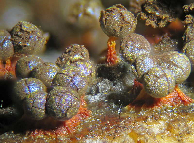 Physarum psittacinum